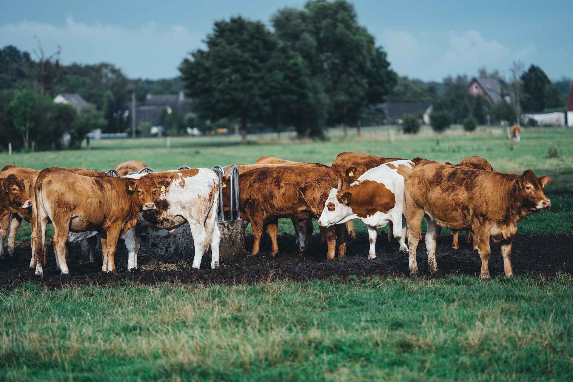 Dairy Farm Jobs In Italy